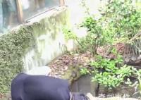 男子動物園鱷魚池內打撈手機 視頻引發網友關注