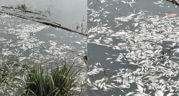 邯鄲一地河面現(xiàn)大量死魚 已在沿岸企業(yè)取水樣化驗