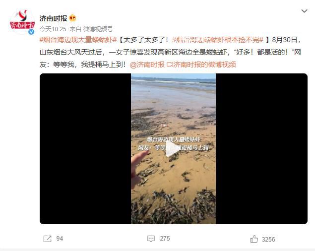 煙臺海邊現(xiàn)大量螻蛄蝦 網(wǎng)友：太多了太多了