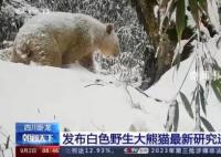 已知唯一野生白色熊貓確認為雄性 謎底揭曉