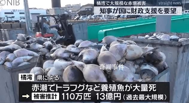 日本長崎百萬條養殖魚死亡 當地政府公布原因