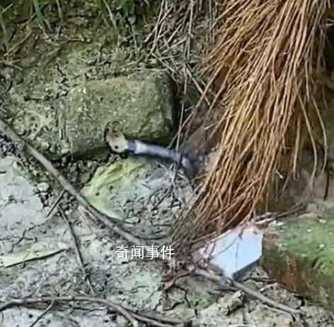 農戶遭舉報后放生眼鏡蛇?官方辟謠