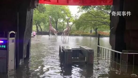 佛山動物園辟謠暴雨致動物出逃 消防人員在轉移動物