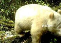 全球首只白色大熊貓最新研究成果 與其他大熊貓互動良好