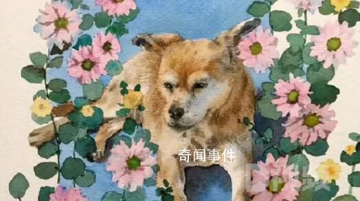 網(wǎng)紅流浪狗“黃主任”去世了 一路走好