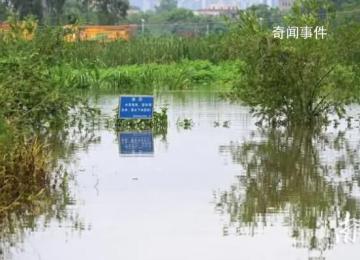 養(yǎng)殖場疑多條鱷魚出逃 民兵稱將擊斃