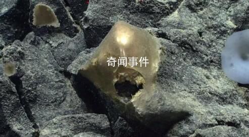 美國(guó)科學(xué)家在海底發(fā)現(xiàn)神秘金蛋 疑為未知生物所產(chǎn)