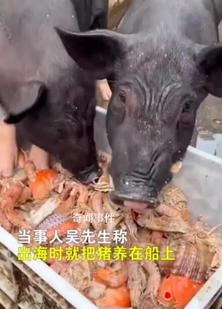 男子給豬喂皮皮蝦螃蟹 稱：想讓它吃好點養大了自己吃