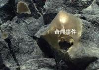 美國科學家在海底發現神秘金蛋 疑為未知生物所產