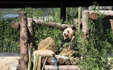 丫丫也養(yǎng)鳥了 這是丫寶養(yǎng)的小寵物嘛