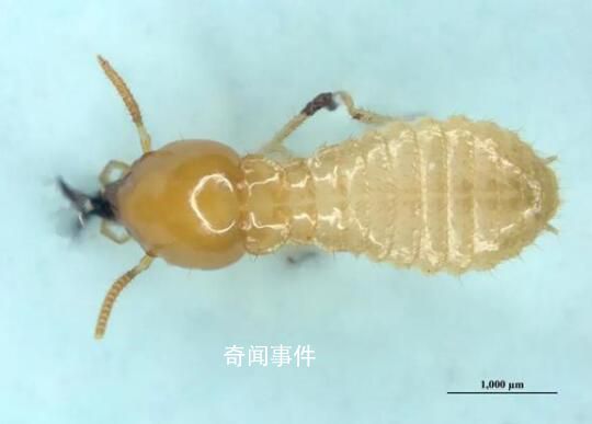 南京海關(guān)截獲白蟻近3000只 城市建筑頭號敵人