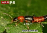 河南多地已發現隱翅蟲 隱翅蟲的毒性有多強