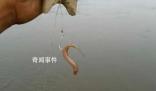 用活泥鰍釣魚(yú) 為何會(huì)判刑?