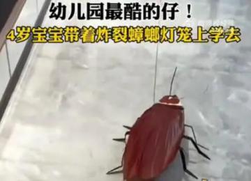 4歲寶寶帶著炸裂蟑螂燈籠上學(xué)去 網(wǎng)友：蟑燈結(jié)彩