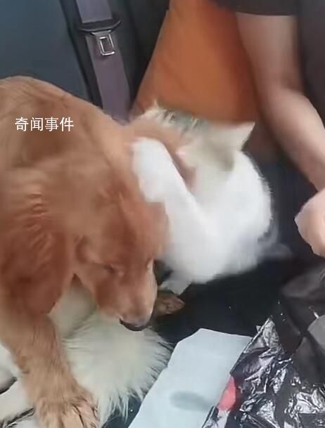 小狗返鄉(xiāng)途中暈車還被貓打了一巴掌 收到超3萬個點(diǎn)贊超4萬轉(zhuǎn)發(fā)