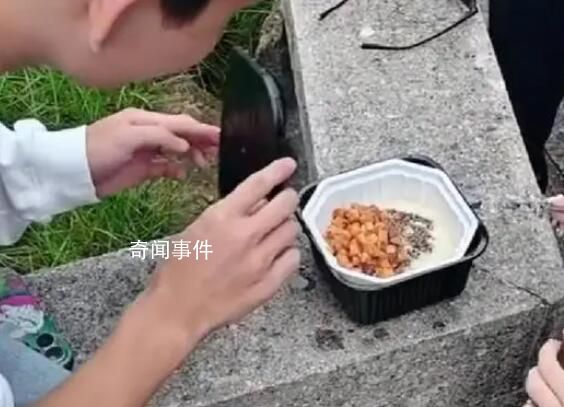 黃山游客被大學(xué)生志愿者熱情投喂 網(wǎng)友紛紛給小伙點(diǎn)贊