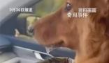 堵在路上狗子暈車(chē)暈到懷疑人生 各種擁堵不但讓人無(wú)法忍受