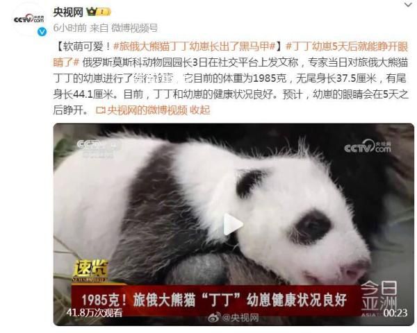 旅俄大熊貓丁丁幼崽長出了黑馬甲 目前的體重為1985克