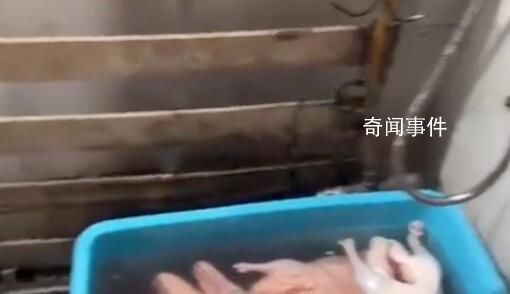 烤鴨店回應在廁所浸泡鴨子 空間有限偶爾放一下