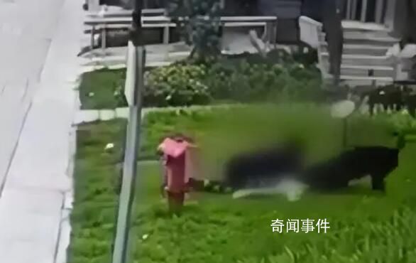 成都2歲女童遭烈犬撕咬入院治療 目前孩子及大人正在醫院就醫