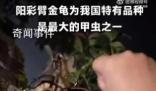 4名小學(xué)生發(fā)現(xiàn)41年前曾滅絕的甲蟲(chóng) 為他們點(diǎn)贊
