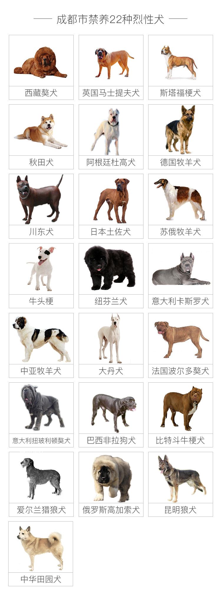 咬傷女童烈犬不在當地禁養犬名單中