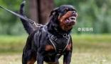 西安一小區將逐戶清理禁養犬 網友熱議