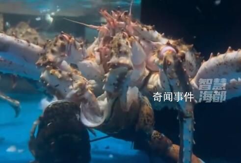 標(biāo)價799的蟹吃了999的龍蝦 引發(fā)關(guān)注