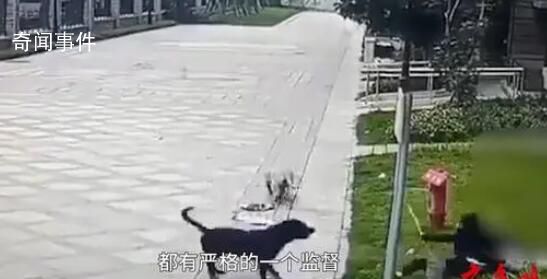 被狗咬傷女童律師將對造謠者追責 受傷女童還在華西醫(yī)院救治