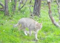 四川達(dá)古冰川首次發(fā)現(xiàn)荒漠貓 系中國特有物種