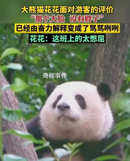 花花掙的工資有一大半是委屈費