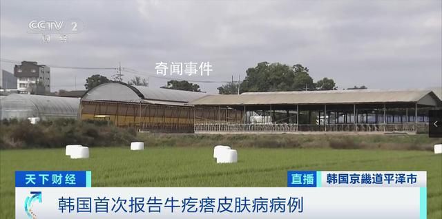 韓國確診多例牛疙瘩皮膚病病例 引發了韓國社會的高度關注