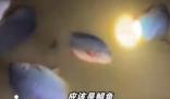 暴雨后男子發(fā)現(xiàn)屋內(nèi)有好幾條大魚(yú)