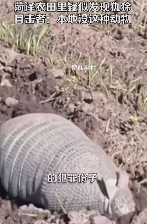 山東菏澤農(nóng)田里疑似發(fā)現(xiàn)美洲犰狳