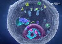 科學家找到癌細胞的生死開關