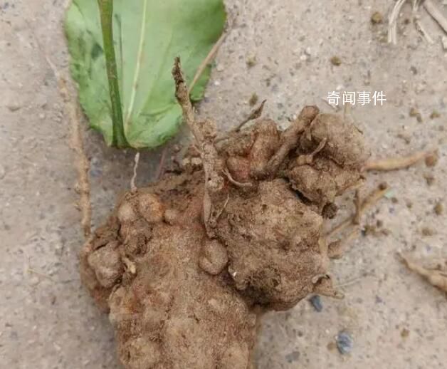 村干部回應(yīng)藥材種植園遭村民哄搶 群眾誤以為收完了
