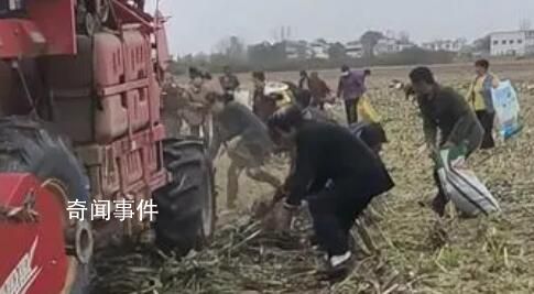 官方辟謠河南農戶高粱被村民搶收