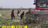 河南村民“搶收”高粱 與農(nóng)戶對罵