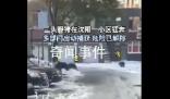 沈陽一小區(qū)現(xiàn)3只野豬 疑被警犬咬傷