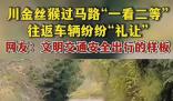 金絲猴與過路司機相互禮讓 上演了一幕人與自然和諧相處的暖心畫面
