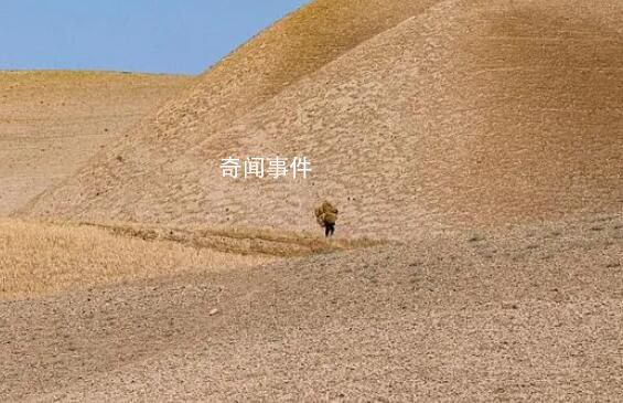 聯合國:阿富汗鴉片產量銳減95%