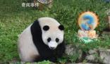 旅美大熊貓美香一家三口抵達(dá)成都