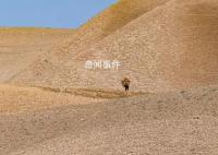 聯(lián)合國:阿富汗鴉片產(chǎn)量銳減95%