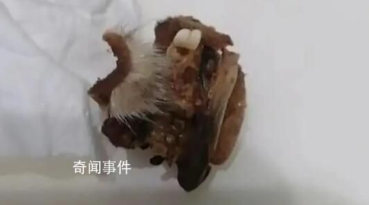 懷化一小學食堂吃出鼠頭?官方介入