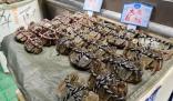 大閘蟹跌出“白菜價” 價格卻出現(xiàn)了大跳水