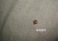 多國爆發(fā)床虱危機 已蔓延至亞洲