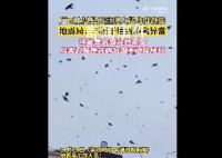 廣西一地天空現(xiàn)大量鳥群盤旋 網(wǎng)友擔心這是地震前兆
