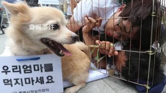 韓國從2027年開始禁食狗肉 給予狗肉從業者三年寬限期