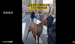 梅花鹿現身鬧市大爺大媽圍觀撫摸