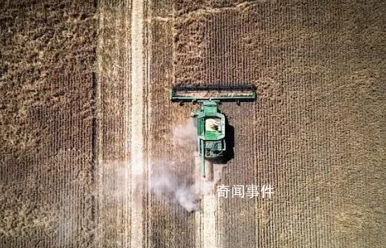 澳大利亞大麥已重返中國市場 中國10月自澳進口31.37萬噸大麥